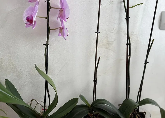 Апартамент Vip Luxury *